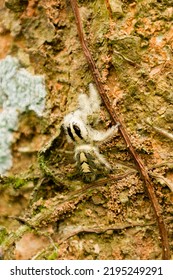 Photo Small Spider (Hyllus) Stock Photo.