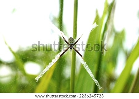 Similar – Gartenschnecke XIV Blatt