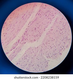 Photo Of Smooth Muscle Tissue Under The Microscope