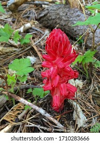 Photo of a snow plant, a saprophyte that only grows in the Sierras and blooms in May after the snow melts.