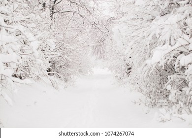 Photo of the snow-covered trees and path - Shutterstock ID 1074267074