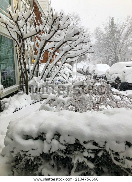 Photo of snowy street with cars covered by snow;\
trees under heavy snow, snowy magical day, houses covered by snow.\
Snow whether, walk on calm snowy day, view from a window, no sun,\
no people