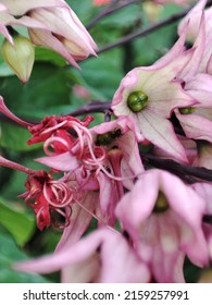 A Photo Of Some Ants Inside A Flower. 