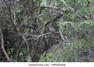 Photo Of A Song Thrush Bird On A Branch