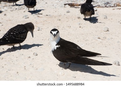 The Photo Of Sooty Tern