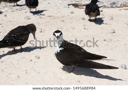 The photo of sooty tern