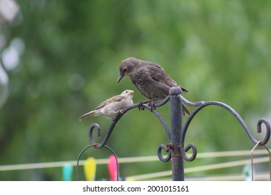 Photo Of A Sparrow And A Starling Bird Intimidating