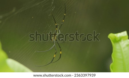 photo of a spider in the zoo
