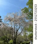 Photo of a Spring Cherry Tree at the Duke Gardens in North Carolina