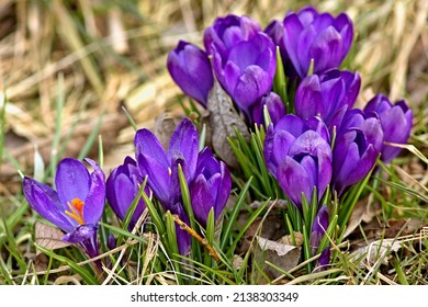 Photo Of Spring Crocus (Crocus Vernus)