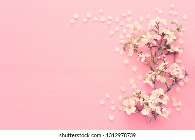 photo spring white cherry