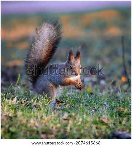 Similar – curious gray squirrel looking at camera