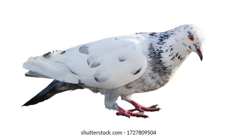 photo of standing pied dove  isolated on white background