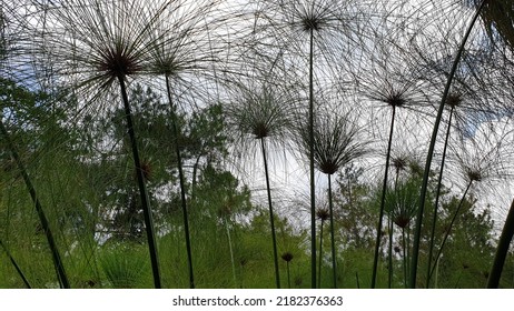 Photo Stock Of Cyperus Papyrus Plant