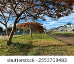 Photo of streetside trees with orange flowers, green grass and blue sky.