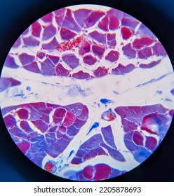 Photo Of Striated Muscle Tissue Under The Microscope