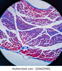 Photo Of Striated Muscle Tissue Under The Microscope