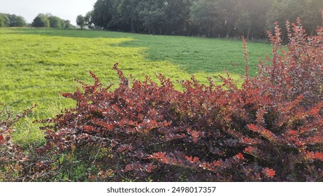 Photo of a striking red bush standing out in a grassy field. The vibrant red foliage contrasts with the surrounding green grass, perfect for themes of nature, color, and outdoor beauty. - Powered by Shutterstock