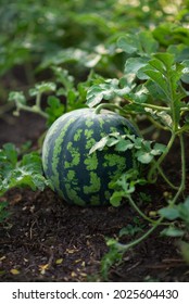 Photo Of A Striped Watermelon In The Garden.