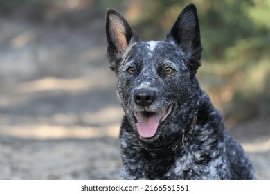 Foto de un perro de cola rota con una marca bentley en la naturaleza