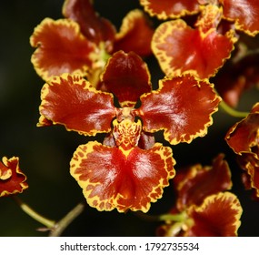A photo of a stunning bright red and yellow orchid species, known as Oncidium forbesii (Latin name).