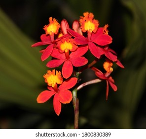 Epidendrum の画像 写真素材 ベクター画像 Shutterstock