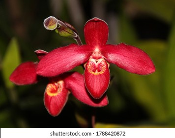 A photo of a stunning red orchid hybrid, known as Jason Fischer (Latin name Phragmipedium).