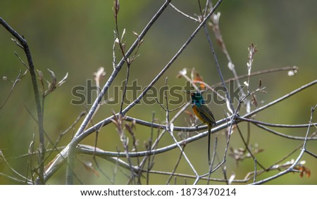 Similar – Image, Stock Photo Beija Flor .4 Nature