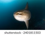 The photo of Sunfish (Mola Mola) taken in Galapagos Island, Ecuador