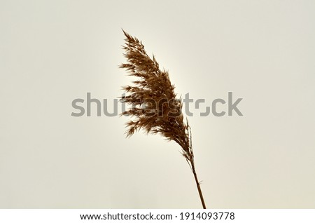 Similar – Image, Stock Photo windbreaker Grass Field