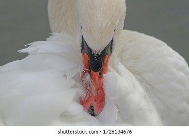 Photo of a swan preening his feathers, forming a symmetrical composition.