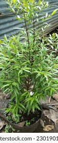 Photo of Syzygium Plant, taken at close range - Shutterstock ID 2301901667
