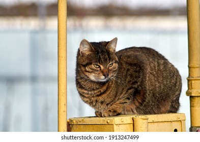 Photo Of Tabby Cat On Yellow Metal Box