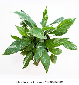 A Photo Taken From Above, Of A Variegated Peace Lilly (Spathiphyllum Domino) Pot Plant, With White And Green Marbled Leaves, Isolated On A White Background.