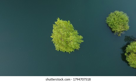 Photo taken from the air with a drone to a group of trees submerged in water