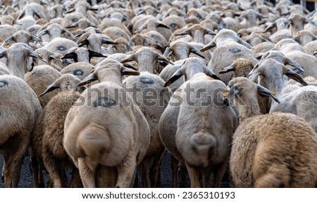 Similar – Sheep in winter in snow with thick fur