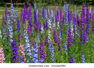 The photo was taken in the city garden of Odessa. The picture shows a field of flowers in bright shades called Delphinium.