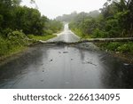 Photo was taken during a storm with heavy rain and gale force winds in Amazon rainforest. Tree blown down a few meters in front of our car on AM352 federal road near Novo Airao, Amazonas, Brazil.