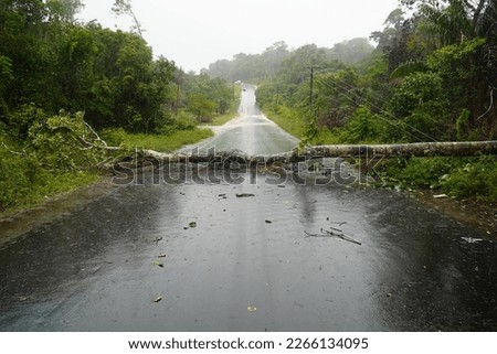 Photo was taken during a storm with heavy rain and gale force winds in Amazon rainforest. Tree blown down a few meters in front of our car on AM352 federal road near Novo Airao, Amazonas, Brazil.