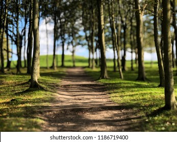 Photo Taken Of The Forest Near Lindholm Høje Viking Graves, Aalborg, Denmark