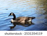 Photo taken of a goose in Cuivre River State Park, located in Troy, Missouri.