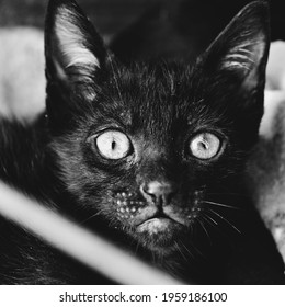 Photo Taken Of A Kitten At A Pet Adoption Fair In Campinas