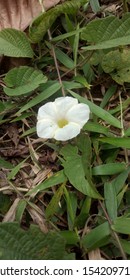 A Photo As Taken From Nature And Rare As It Is, This Flower Is Called A Flower Of Spiritual Cleanliness