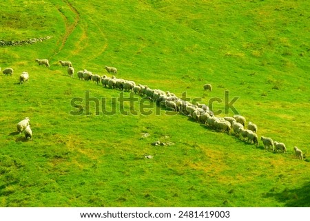 Similar – cloudy lawnmowers Sheep