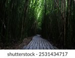 Photo taken from a Sony A6400 of a Bamboo Forest on the island of Kauai in Hawaii. 