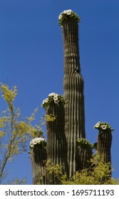 Photo of tall saguaro cactus blooming with white flowers in the Sonoran Desert during springtime in Arizona.