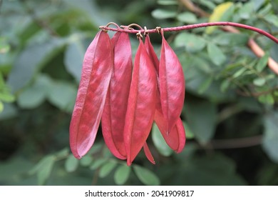 Photo Of  Tara Spinosa Plant