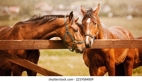 Photo of tenderness among beautiful bay horses. Equestrian life on the farm. Agriculture and horse care.