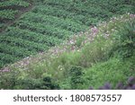 Photo of terrace cultivation. Beautiful background.