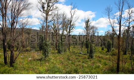 Foto Bild Herbstzeitlose Natur